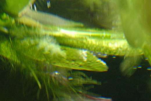 235985_0_82_crw_7537.jpg
