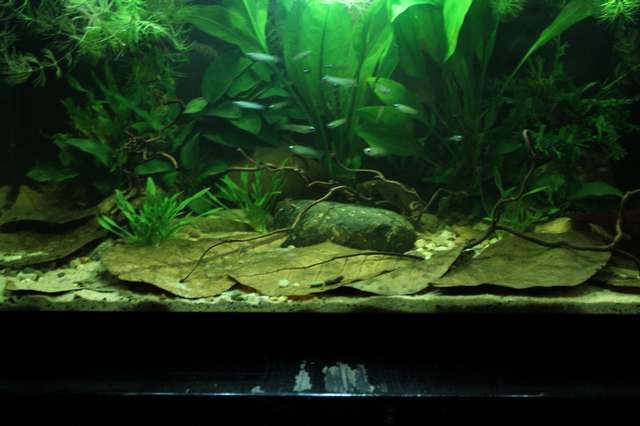 236944jdjfish_0_82_img_0655.jpg