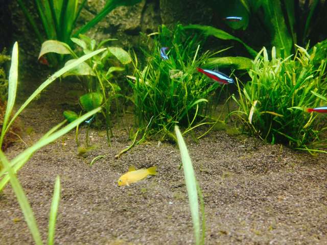 241354_0_82_corydoras_10.jpg