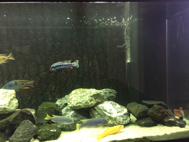 244477aquaria17_0_84_image3.jpg