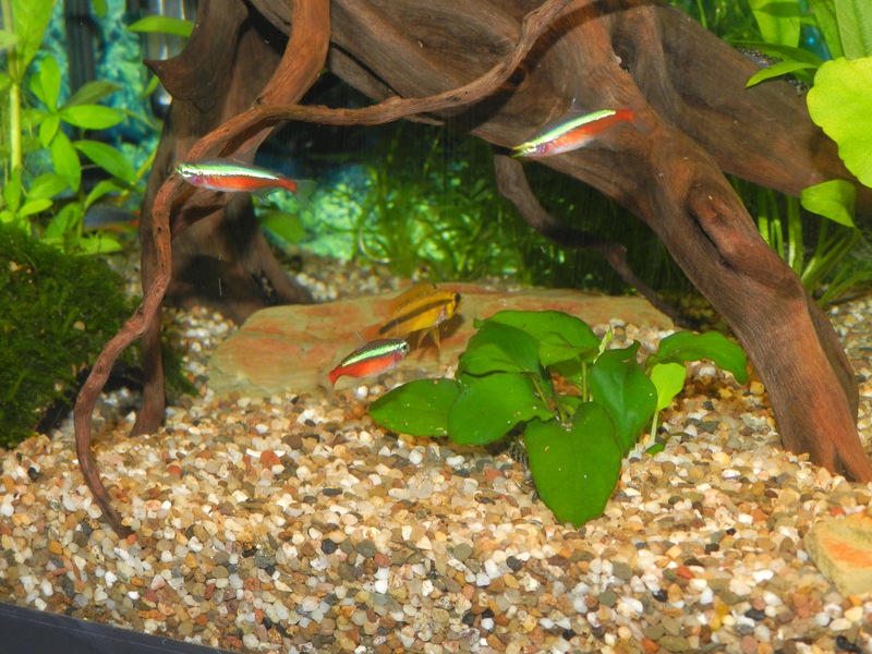 255995jensdb_0_85_fishie.jpg
