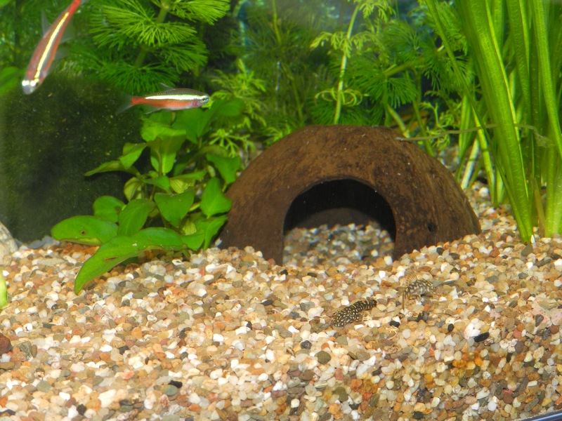259615jensdb_0_85_fishie.jpg