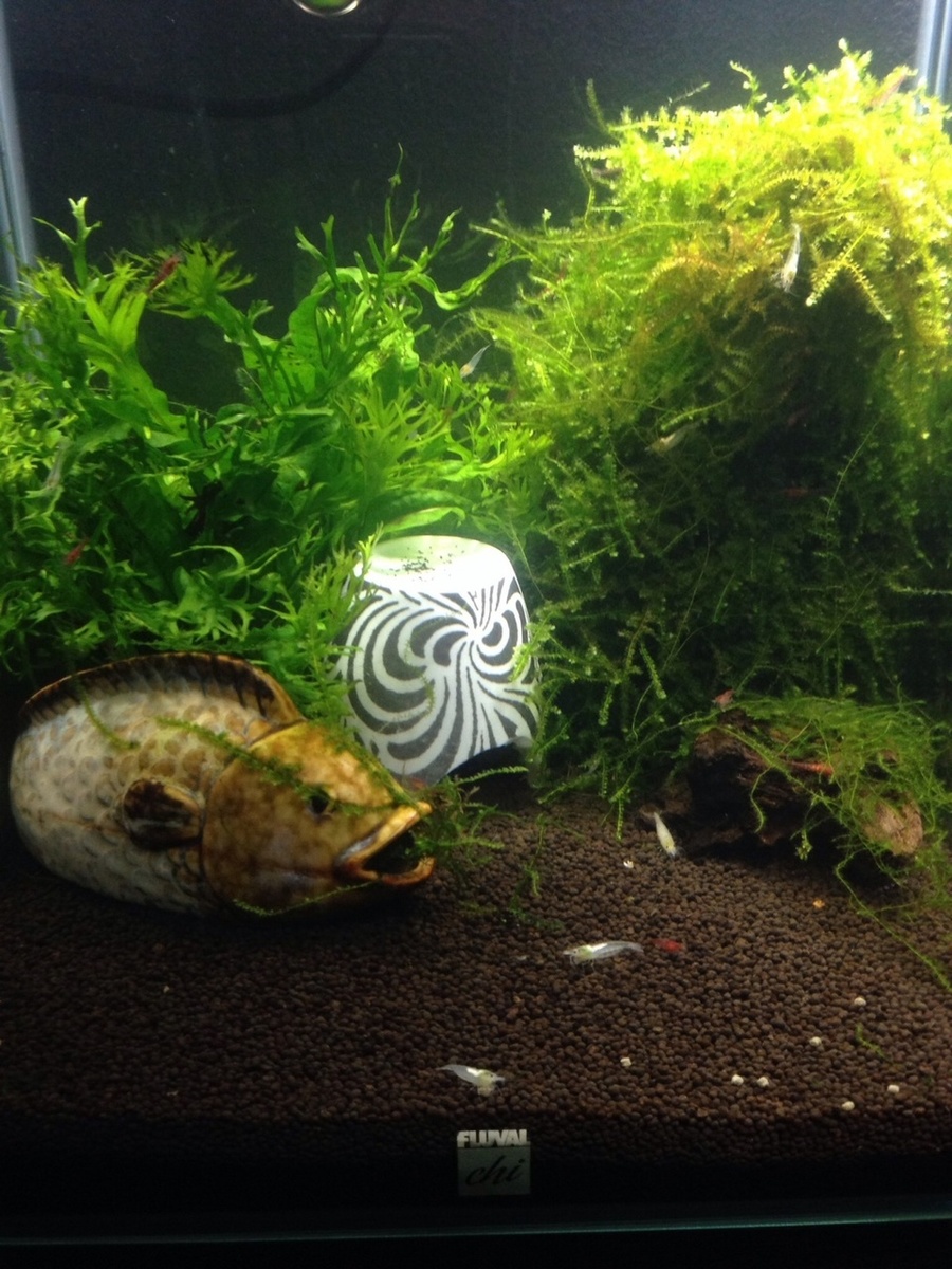 25g5jsp.jpg