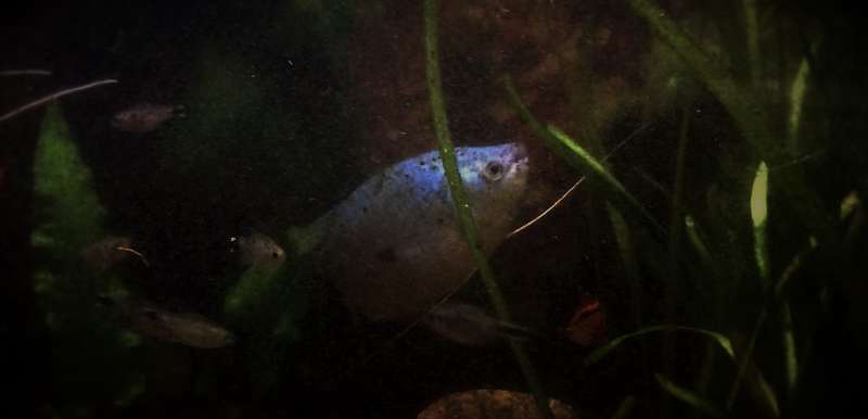 263179udomritthiruj_0_82_trichopodus_trichopterus.jpg