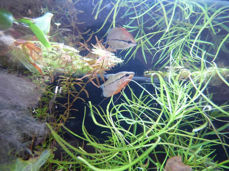 264674_0_82_aquariums_en_balonnen_126.jpg