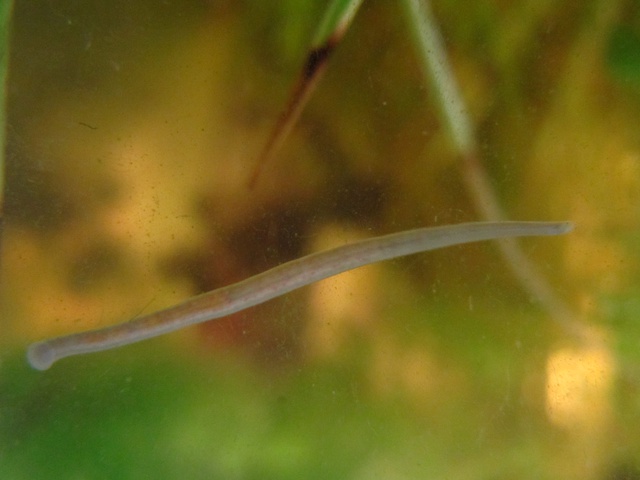267544kimelderhorst_0_85_0504201.jpg