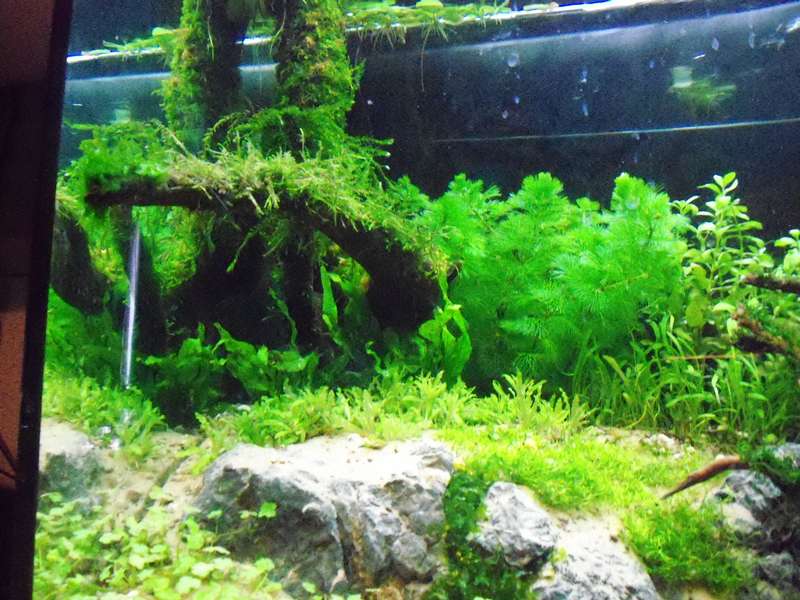 275239deplantenman_0_82_foto_aquarium_010.jpg
