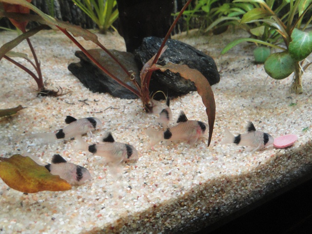 279971martinc_0_85_aquariu.jpg