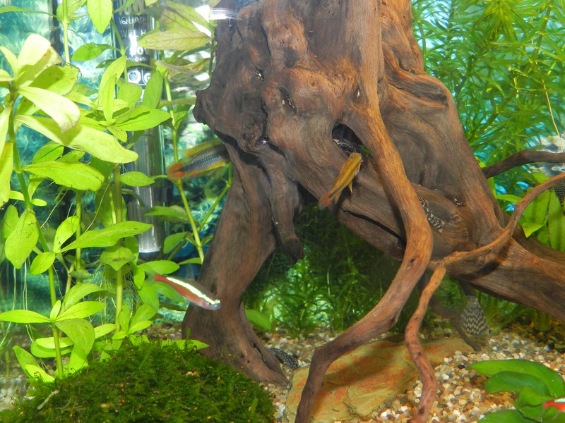 292455jensdb_0_85_fishie.jpg