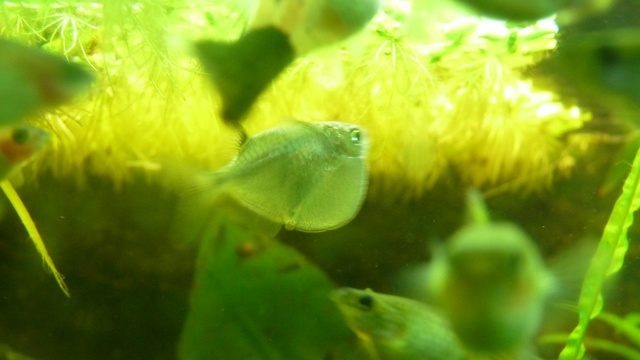 293979jeto_0_85_112_pan.jpg