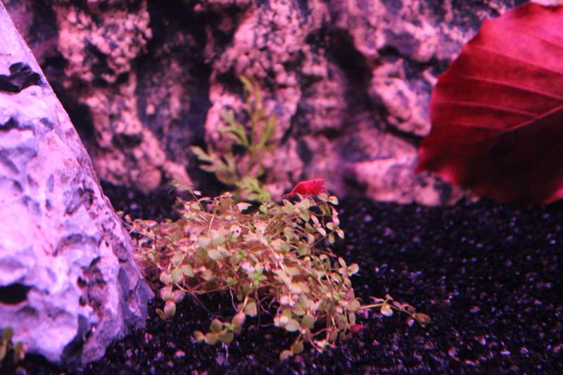 295671popol_0_82_aquar10.jpg
