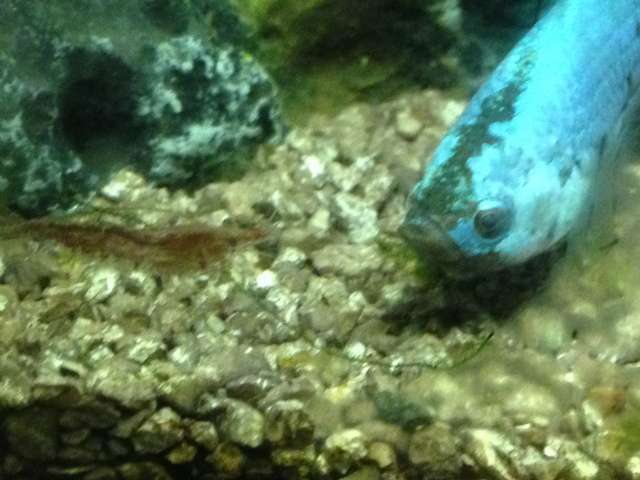 297793otocinclus_0_82_img_1633.jpg
