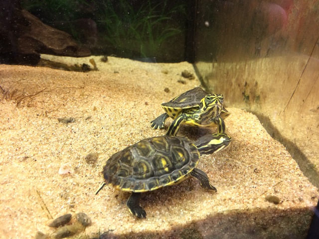 299875aquaria17_0_84_image3.jpg