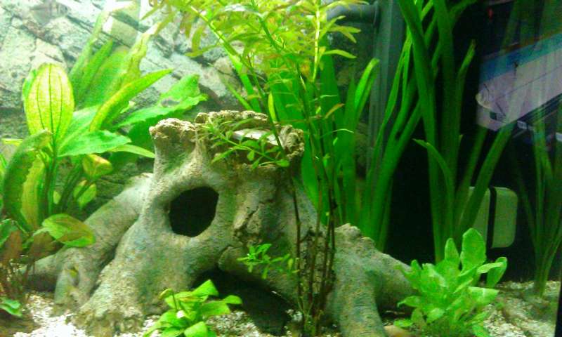 313544_0_82_aquariums_nieuw_pompje_aqua_40_139.jpg