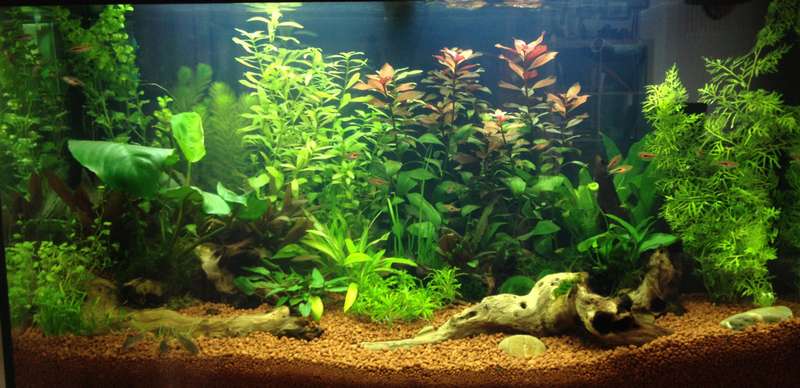 315522butternutsquash_0_82_aquarium_7.jpg