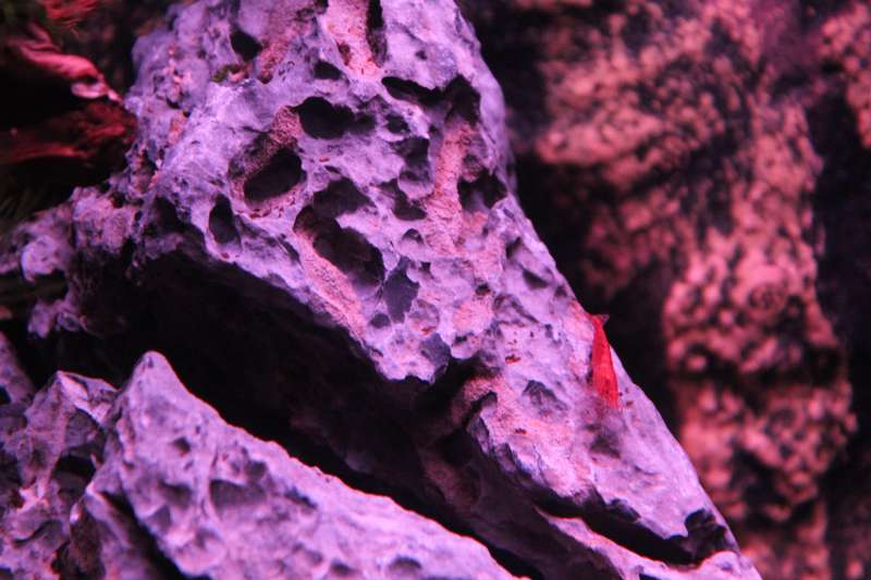 321153popol_0_82_aquar06.jpg