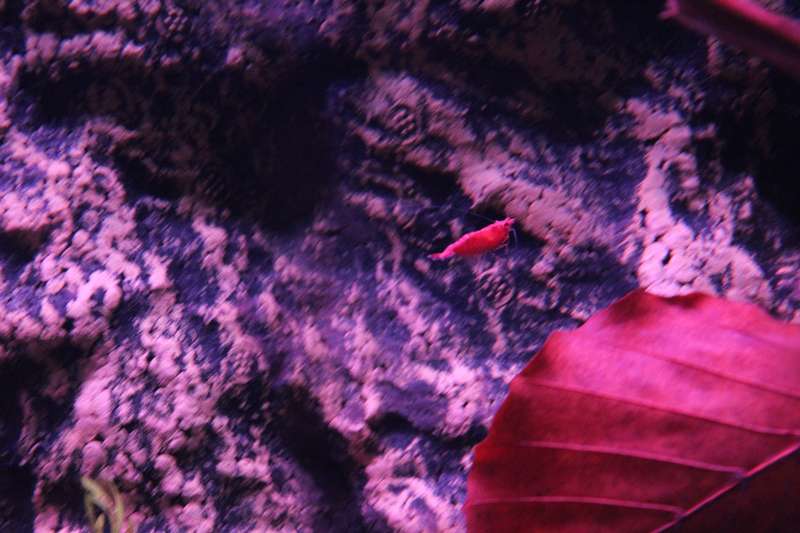 321831popol_0_82_aquar13.jpg