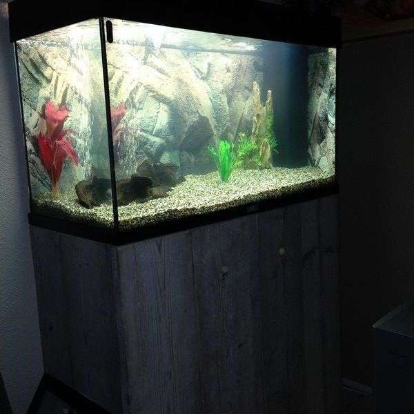 324746coolbr33ze_0_82_aquarium0024.jpg