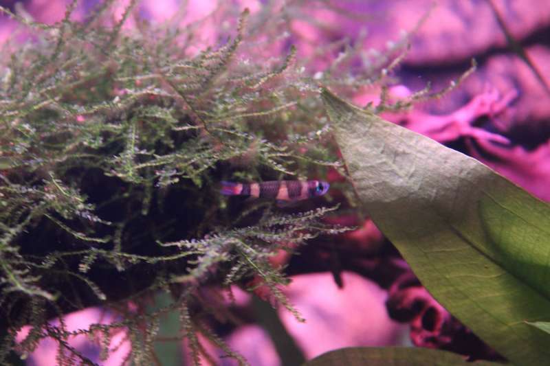 333297popol_0_82_aquar31.jpg