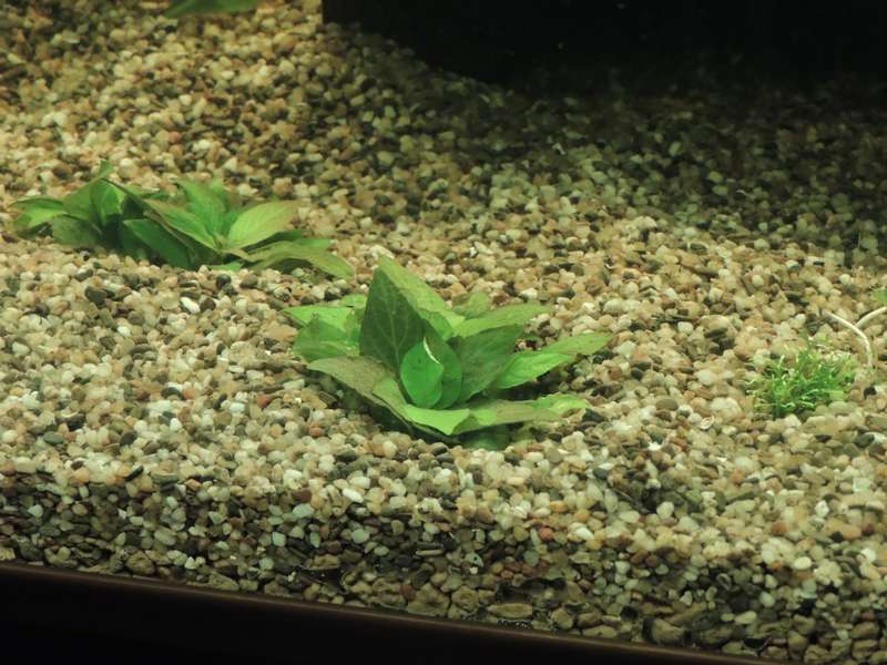 335535tamara1988_0_82_aquarium_22.jpg