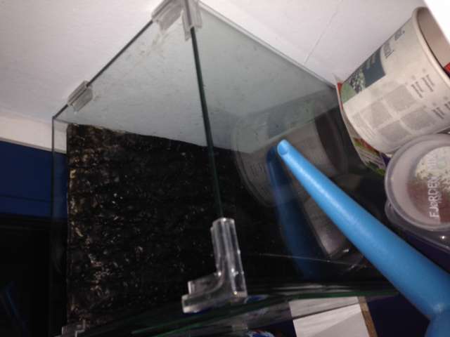 339187otocinclus_0_82_img_1639.jpg