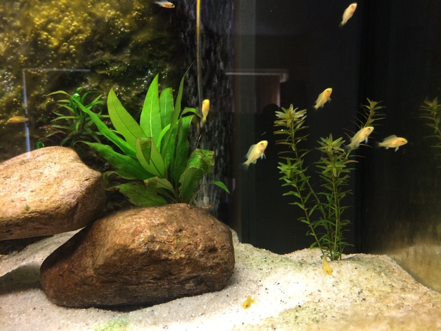 342462aquaria17_0_84_image5.jpg
