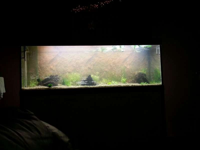 343292tamara1988_0_82_aquarium_1.jpg