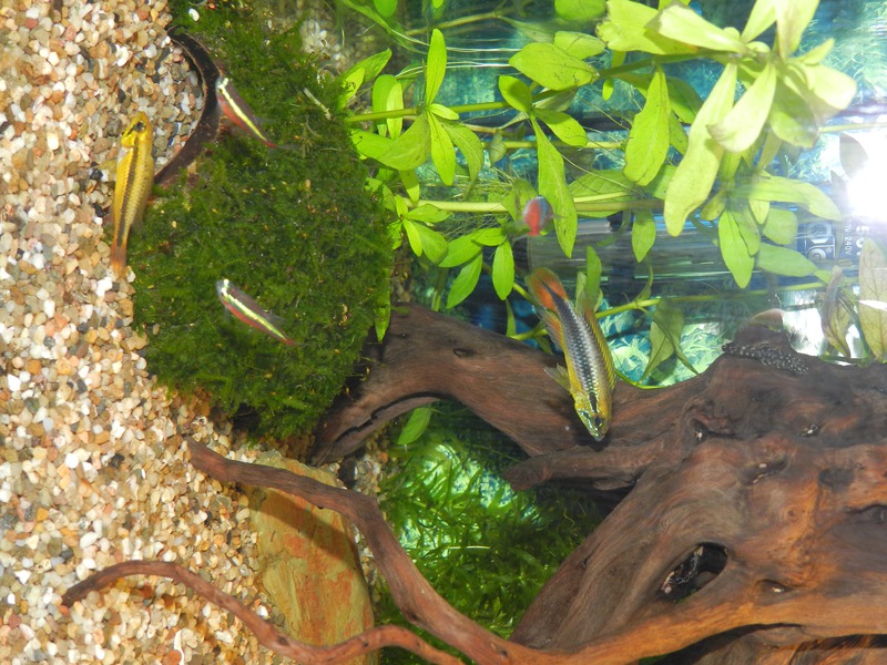 343898jensdb_0_85_fishie.jpg