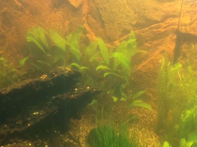 347286tamara1988_0_82_aquarium_11.jpg