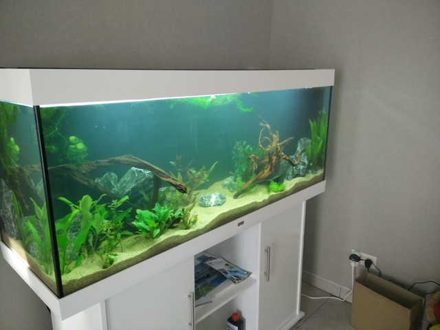 349246akitaluna_0_85_deskto.jpg