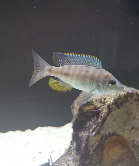 34qpgdt.jpg