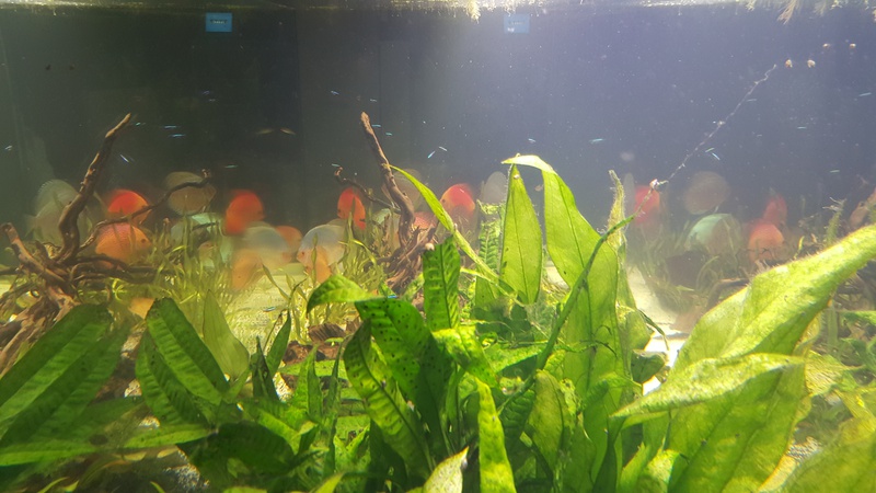 355813martin_schols_0_85_aquariu.jpg