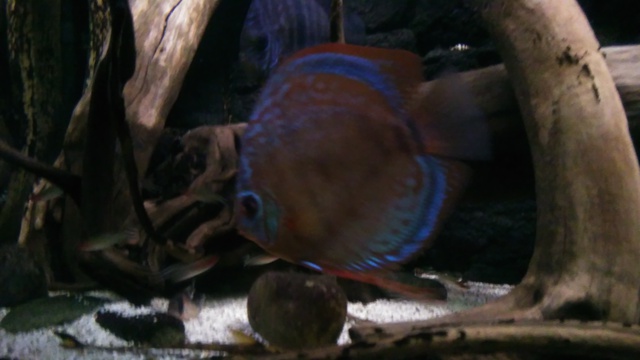 358624dick_1965_1_0_85_document.jpg
