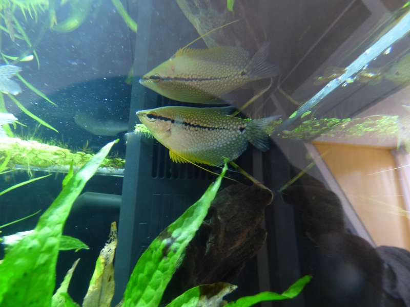 366361_0_82_aquariums_en_balonnen_130.jpg