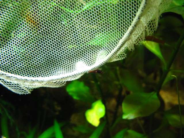 368889kimelderhorst_0_82_img_4475.jpg