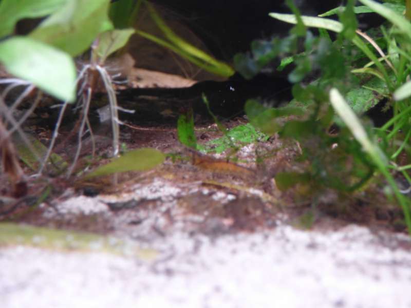 381768_0_82_aquarium_118.jpg