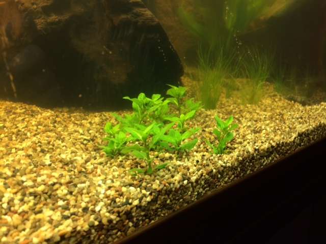381979tamara1988_0_82_aquarium_7.jpg