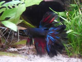 382724_0_82_aquarium_081.jpg