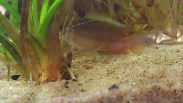 384389ricky697_0_85_aquariu.jpg