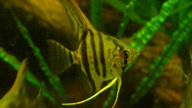 387336jeto_0_85_112_pan.jpg