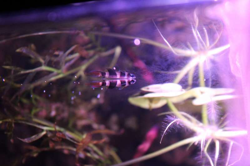 397518popol_0_82_aquar17.jpg