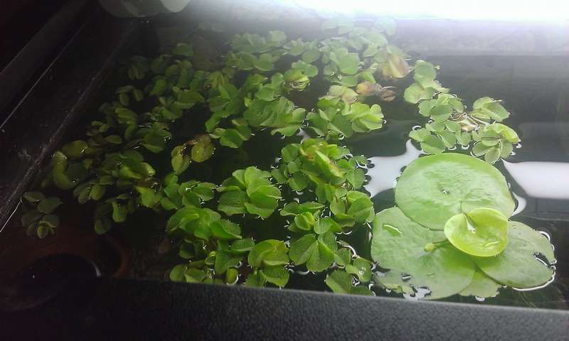 398664_0_82_aquariums_nieuw_pompje_aqua_40_074.jpg