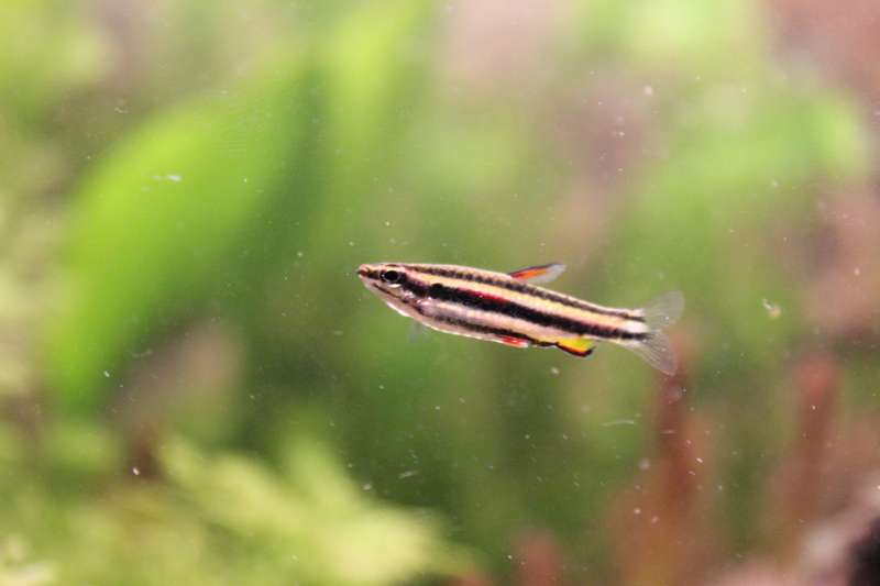 423889_0_82_wdee_nannostomus_marginatus.jpg