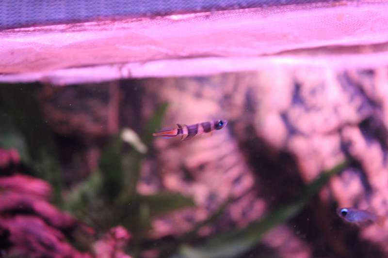 428649popol_0_82_aquar33.jpg