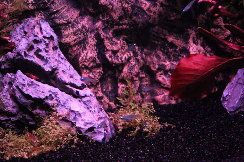 428653popol_0_82_aquar09.jpg
