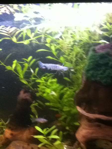 432821lique_0_82_20131120_21.jpg