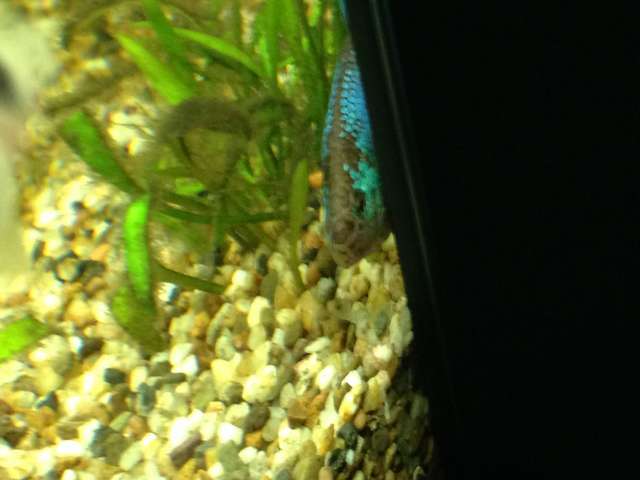 442685otocinclus_0_82_img_1613.jpg