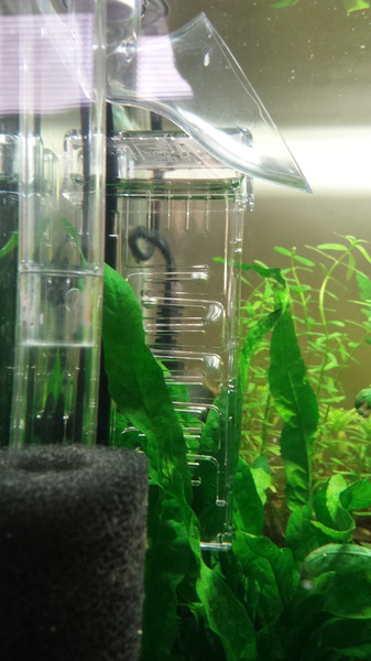 443166catcorp_0_85_aquarium_nieu.jpg