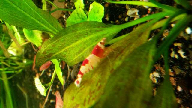 444441ieche_0_82_20151129_171330_1.jpg