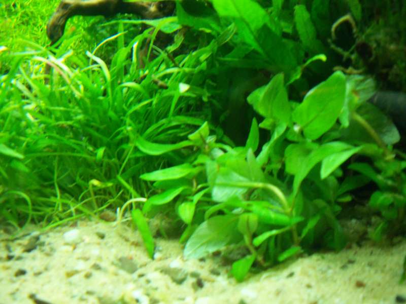 446469deplantenman_0_82_3614_planten_016.jpg